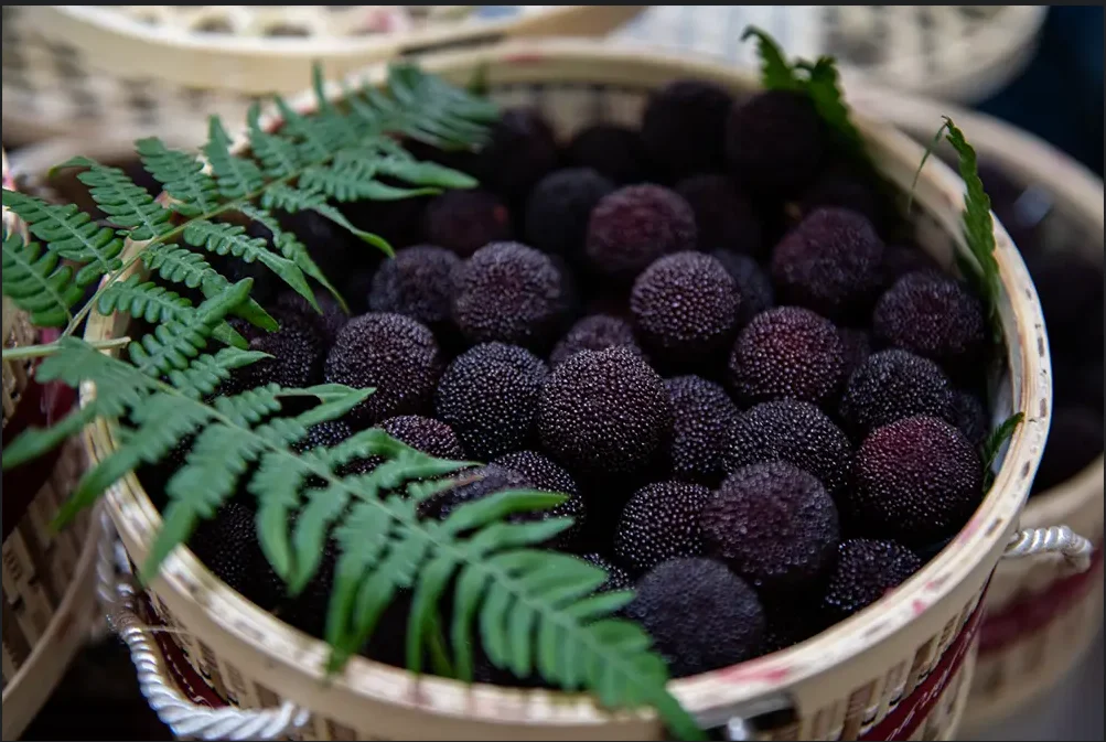 Basket of dark red waxberries (yangmei) lined with fern leaves