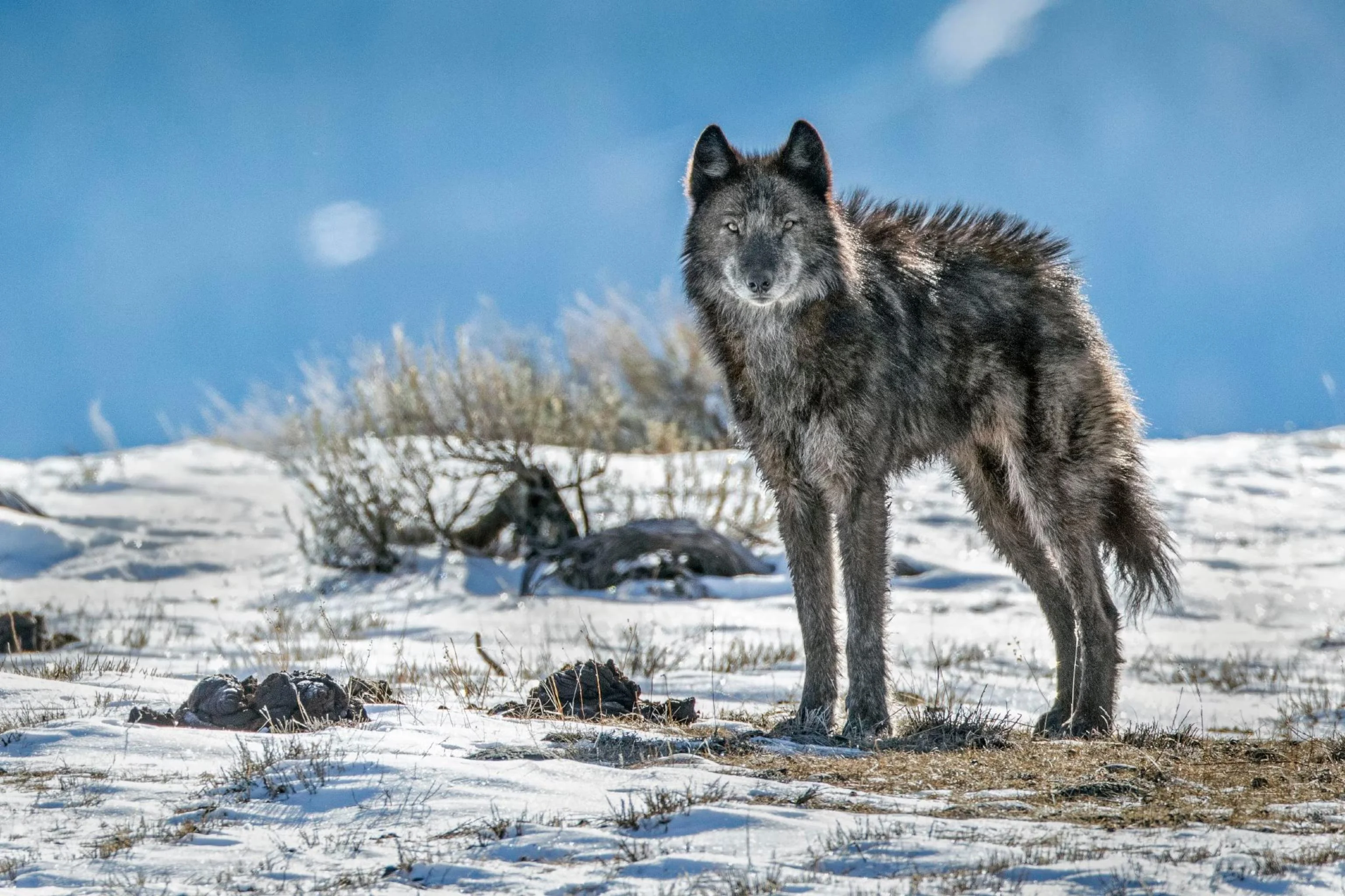 Dark grey wolf standing on a snowy hillside under a blue sky